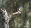 Belted Kingfisher (Ceryle alcyon; Megaceryle alcyon)