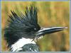 Belted Kingfisher (Ceryle alcyon)