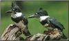 Belted Kingfisher (Ceryle alcyon)