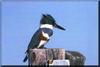 Belted Kingfisher (Ceryle alcyon)