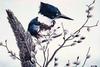 Belted Kingfisher (Ceryle alcyon)