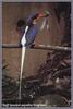 Buff-breasted Paradise Kingfisher (Tanysiptera sylvia)