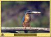 Common Kingfisher (Alcedo atthis)