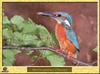 Common Kingfisher (Alcedo atthis)