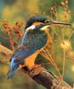 Common Kingfisher (Alcedo atthis)