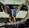 Common Kingfisher (Alcedo atthis)