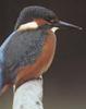 Common Kingfisher (Alcedo atthis)