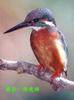 Common Kingfisher (Alcedo atthis)