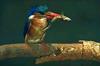 Common Kingfisher (Alcedo atthis)