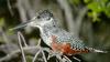 Giant Kingfisher (Megaceryle maxima)