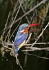 Malachite Kingfisher (Alcedo cristata)