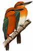 [Animal Art] Micronesian Kingfisher pair (Halcyon cinnamomina)