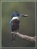 Ringed Kingfisher (Ceryle torquata; Megaceryle torquata)
