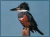 Ringed Kingfisher (Ceryle torquata; Megaceryle torquata)