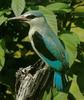 Woodland Kingfisher (Halcyon senegalensis)