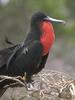 Frigatebird (Fregata sp.)