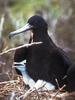 Frigatebird & chicks (Fregata sp.)