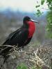 Frigatebird (Fregata sp.)