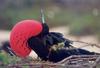 Frigatebird (Fregata sp.)