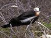 Young Great Frigatebird (Fregata minor)