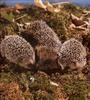 Western European Hedgehog (Erinaceus europaeus)