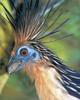 Hoatzin (Opisthocomus hoazin)