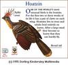 Hoatzin (Opisthocomus hoazin)