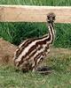 Emu chick (Dromaius novaehollandiae)
