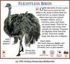 Greater Rhea (Rhea americana)