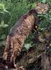 European Wild Cat (Felis silvestris silvestris)