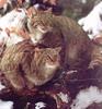 European Wild Cat (Felis silvestris silvestris)