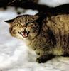 European Wild Cat (Felis silvestris silvestris)