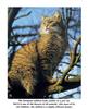 European Wild Cat (Felis silvestris silvestris)