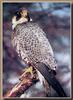 Aplomado Falcon (Falco femoralis)