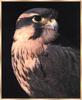 Aplomado Falcon (Falco femoralis)