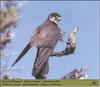 Eleonora's Falcon (Falco eleonorae)