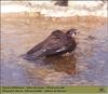 Eleonora's Falcon (Falco eleonorae)