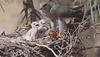 Grey Falcon (Falco hypoleucos)