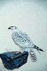 Gyrfalcon (Falco rusticolus)