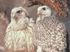 Gyrfalcon & chick (Falco rusticolus)