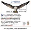 Gyrfalcon (Falco rusticolus)