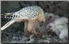 Gyrfalcon & chicks (Falco rusticolus)