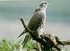 Gyrfalcon (Falco rusticolus)