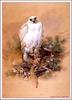 Gyrfalcon (Falco rusticolus)
