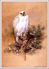 Gyrfalcon (Falco rusticolus)