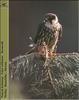 Eurasian Hobby (Falco subbuteo)