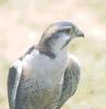 Lanner Falcon (Falco biarmicus)