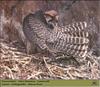 Lanner Falcon (Falco biarmicus)