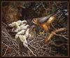 [Animal Art - Carl Brenders] Merlin & chicks on nest (Falco columbarius)