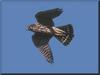Merlin in flight (Falco columbarius)